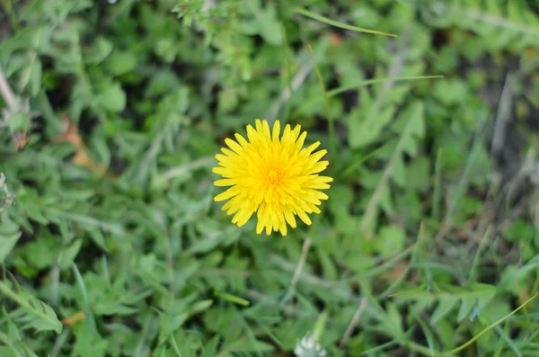Dandelion on the grass — Stock Photo, Image