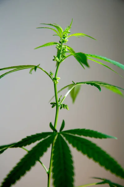 Genç yeni kenevir bitkisi büyüyor. Tomurcuklanma ve çiçek verme aşamasında esrar. Erkek kenevir. Marihuana yaprakları, bulanık arka planda esrar, güzel bir arka plan, kapalı alanda tarım