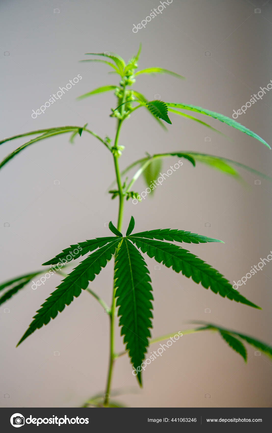 新种植的新大麻植物大麻处于萌芽和开花阶段男性大麻大麻叶背景模糊的大麻美丽的背景室内种植 图库照片 C Cumhurkaplan Gmail Com 新种植的新大麻植物大麻处于萌芽和开花阶段男性大麻大麻叶背景模糊的大麻美丽的背景室内种植 图库照片 C Cumhurkaplan Gmail Com