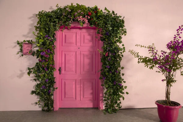 The door of the house and the flowers in front of the door. Pink door, pink wall and plants