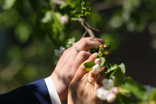 Ruky nevěsty a ženicha touch kvetoucí větve — Stock fotografie