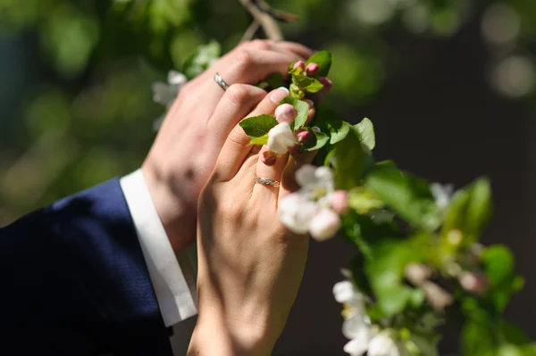 Ruky nevěsty a ženicha touch kvetoucí větve — Stock fotografie