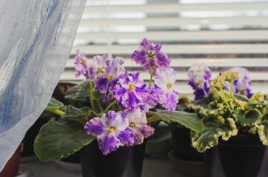 African violet, pencere pervazına Menekşe çiçek 