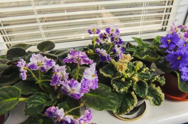African violet, pencere pervazına Menekşe çiçek 