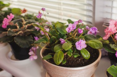 African violet, pencere pervazına Menekşe çiçek 