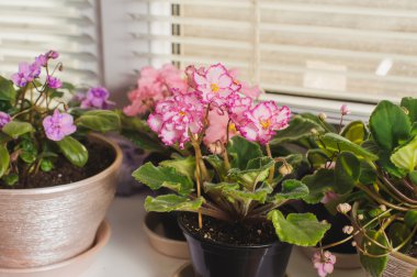 African violet, pencere pervazına Menekşe çiçek 