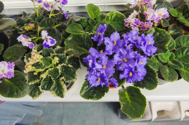 African violet, pencere pervazına Menekşe çiçek 