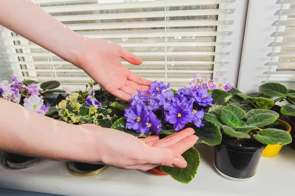 La mano femenina cuida las flores —  Fotos de Stock