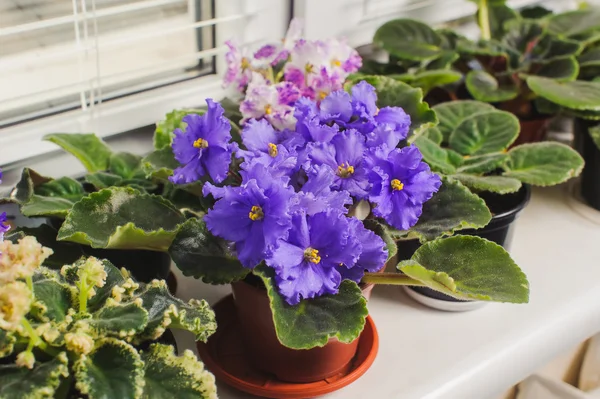 Violeta africana, flor de Saintpaulia en el alféizar de la ventana —  Fotos de Stock