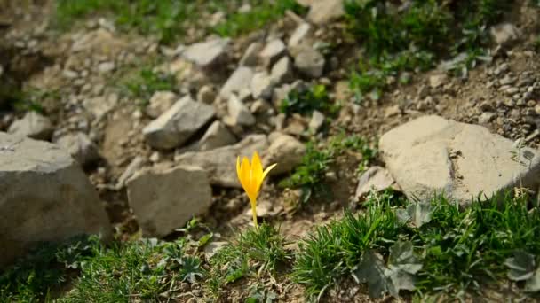 Gele crocus bloem in Bergen — Stockvideo