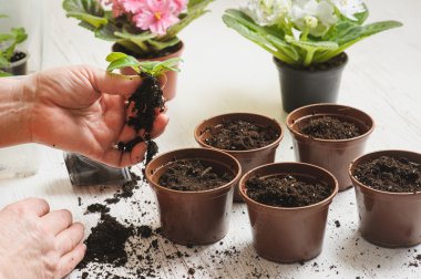 Yaşlı kadının elinde Filiz