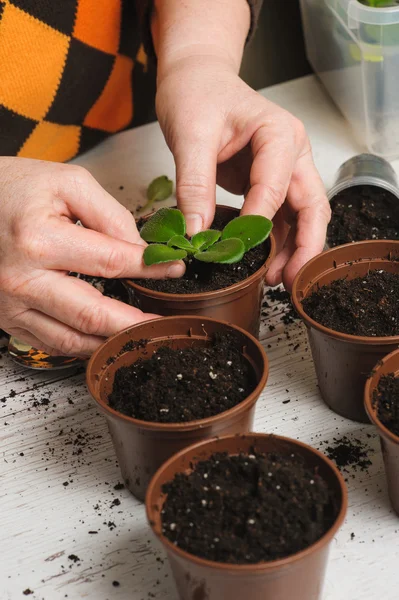 Femeia plantează o plantă de casă — Fotografie, imagine de stoc