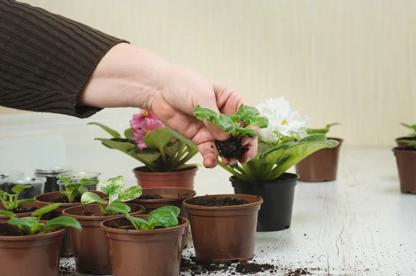 Kadın bir houseplant bitkiler — Stok fotoğraf