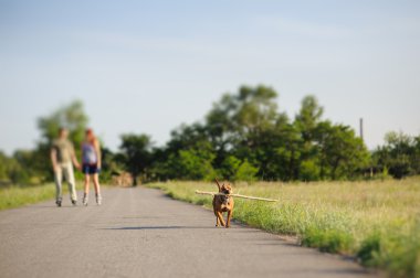 Staffordshire terrier büyük sopa ile çalışan