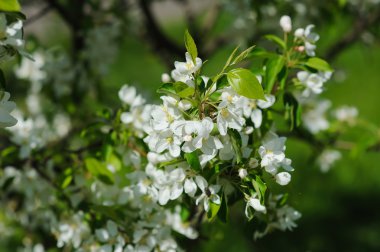 Alyans çiçekli dal üzerinde 