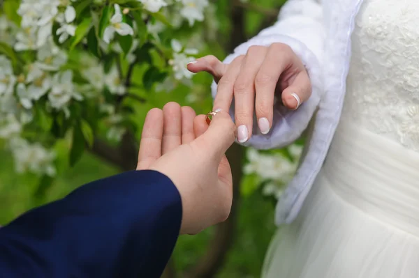 Groom dá um anel de noivado para sua noiva . — Fotografia de Stock