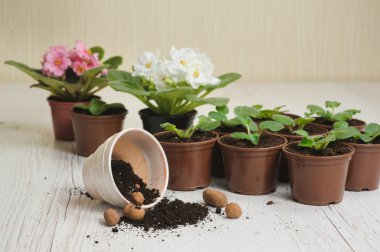 Tablo çömlekçilik toprak ve bitkiler çiçek Demlikli