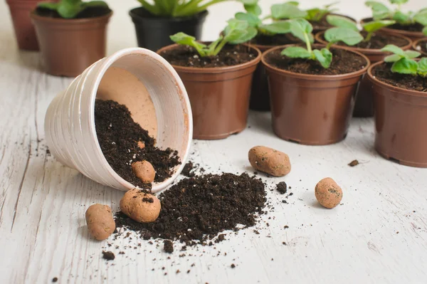 Table with flower pots, potting soil and plants — Stock Photo, Image