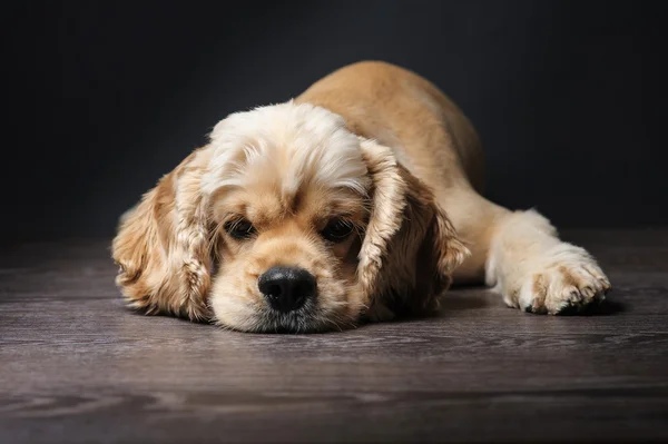 Amerikan cocker spaniel
