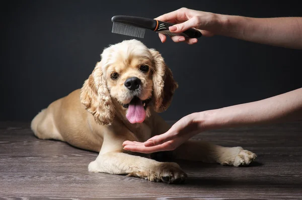 美容师梳子年轻纯种可卡犬 — 图库照片