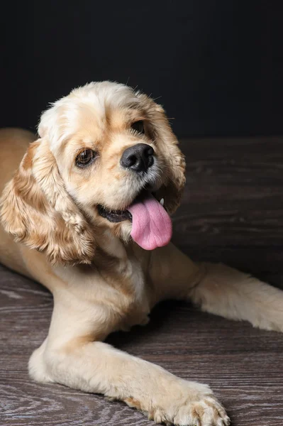 年轻的纯种可卡犬 — 图库照片