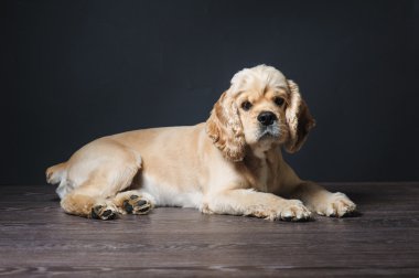 Genç safkan yavru horoz İspanyol.