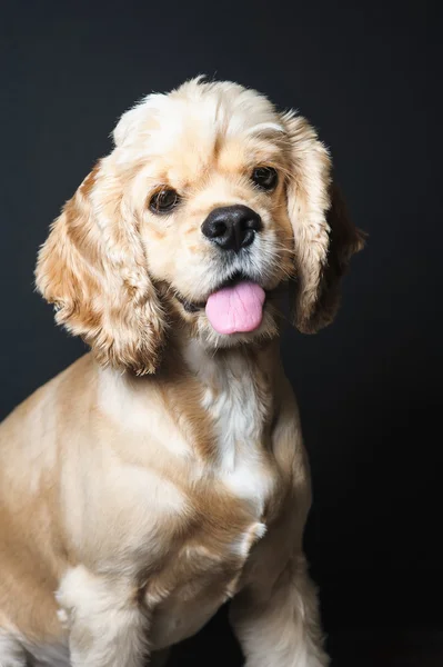 可卡犬坐在黑暗的背景. — 图库照片