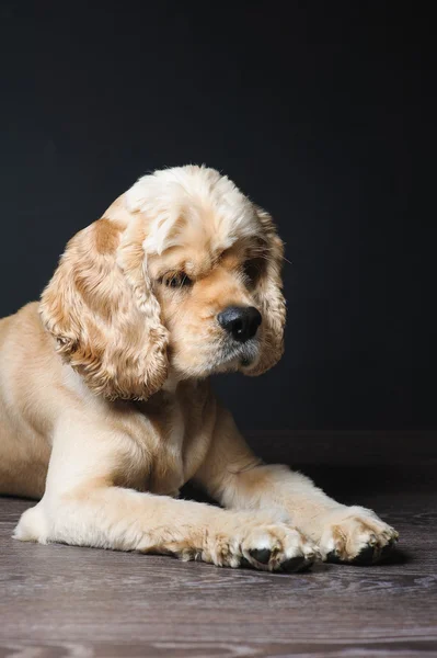 Cocker spaniel acostado sobre fondo oscuro . — Foto de Stock