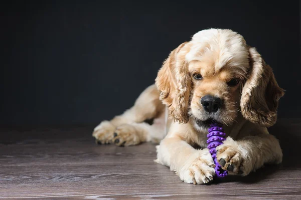 Anjing bermain dengan mainan — Stok Foto