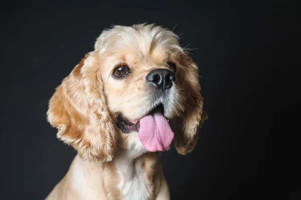 年轻的纯种可卡犬. — 图库照片