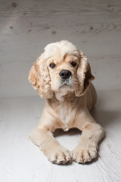 Cocker spaniel acostado sobre fondo claro . — Foto de Stock