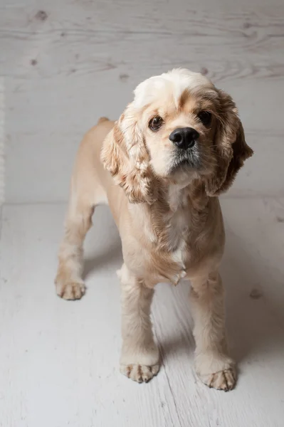 Cocker spaniel de pie en el suelo — Foto de Stock