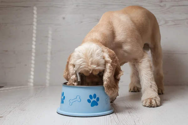 Spaniel köpek maması onun kaseden yemek