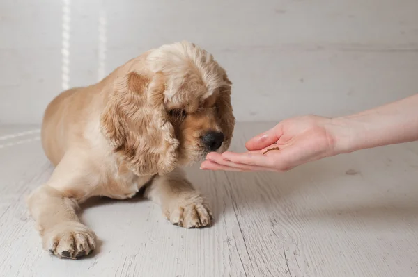 Σπάνιελ τρώει σκύλου τροφίμων από μπολ του — Φωτογραφία Αρχείου