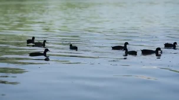 川に鴨の群れ — ストック動画