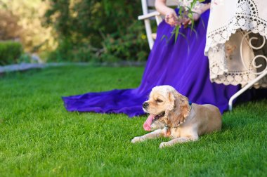 Amerikan cocker spaniel