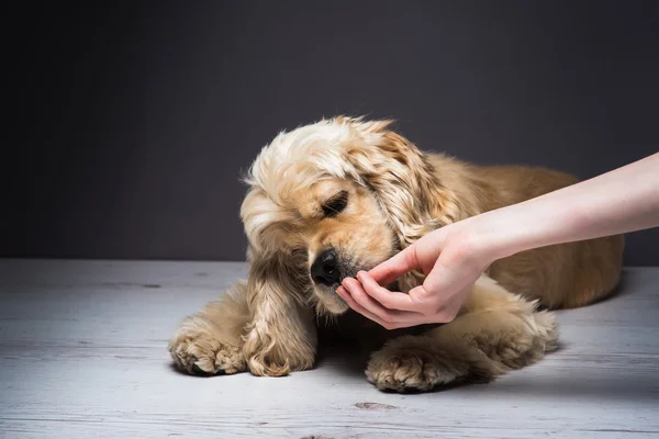 Mão feminina alimentando um cão — Fotografia de Stock