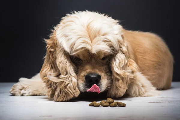 Yiyecek kokusu koklayıcı bir köpek