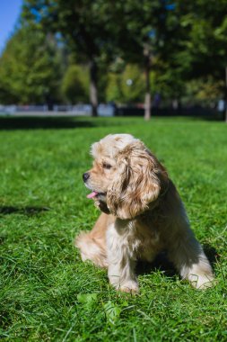 Amerikan cocker spaniel yeşil çim üzerinde