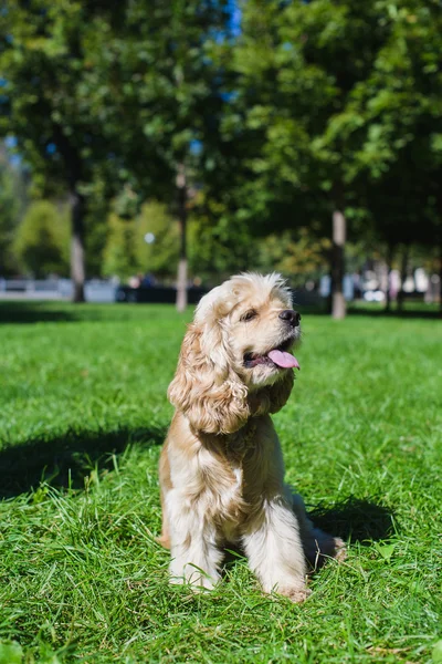 美国可卡犬在绿色的草坪上 — 图库照片