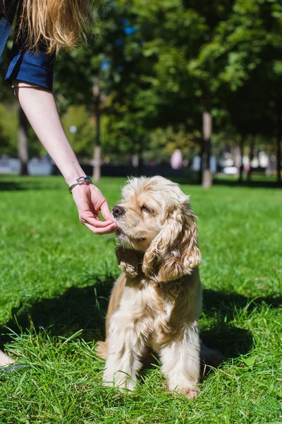 Meisje voeding hond — Stockfoto