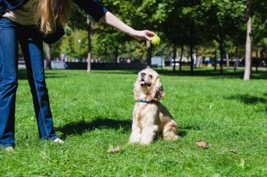 Kız köpekle oynuyor.