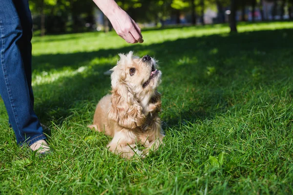 Menina cão alimentando — Fotografia de Stock