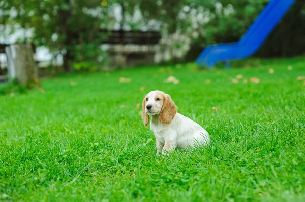 子犬アメリカンコッカースパニエル — ストック写真