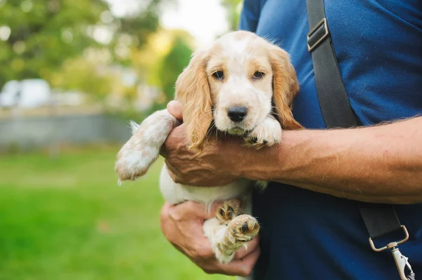 子犬アメリカンコッカースパニエル — ストック写真