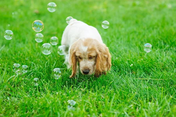 Anak anjing bermain dengan gelembung sabun — Stok Foto