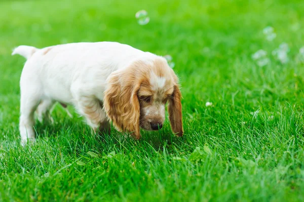 Anak anjing bermain dengan gelembung sabun — Stok Foto