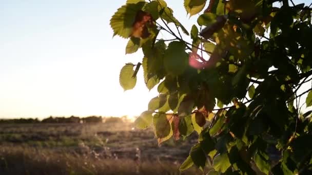 Nastavení slunce svítí skrz listy — Stock video