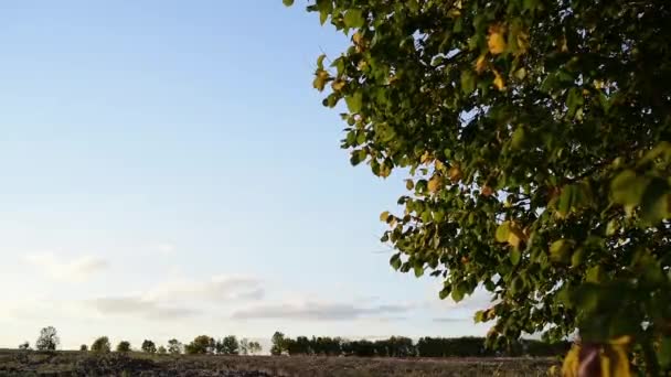 Вітер шумить листя — стокове відео