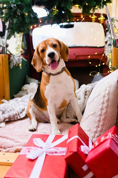 Noel hediye kutularıyla şirin köpek oturuyor. — Stok fotoğraf